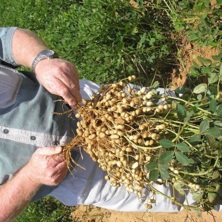 Groundnuts