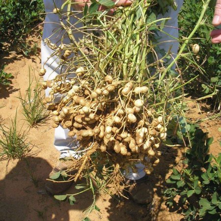 Groundnuts