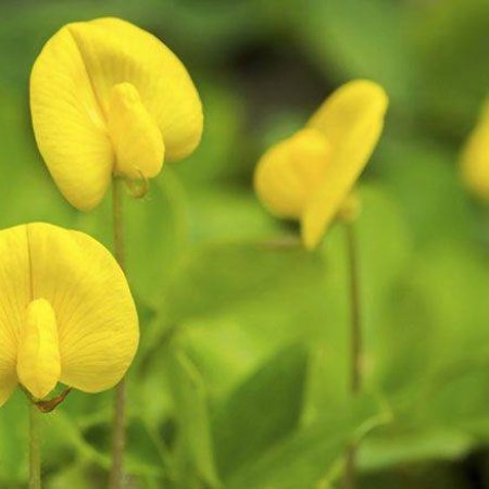 Groundnuts