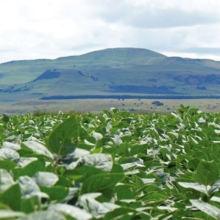 Soybean plants