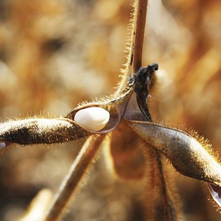 Open soybean pod