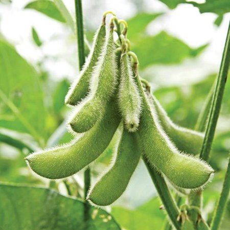 Soybeans