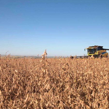 Soybean harvest