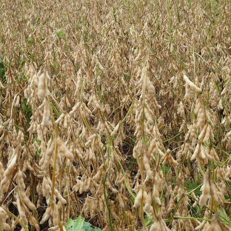 Soybean field