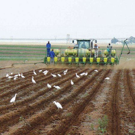 Planting soybeans