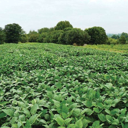 Soybean field