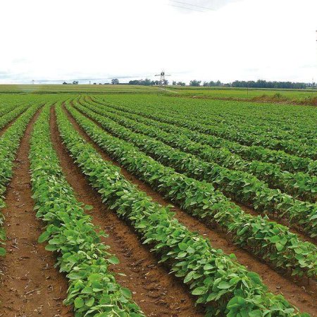 Soybean field