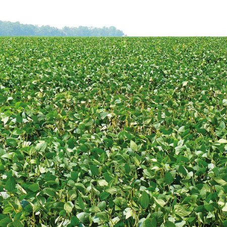 Soybean field