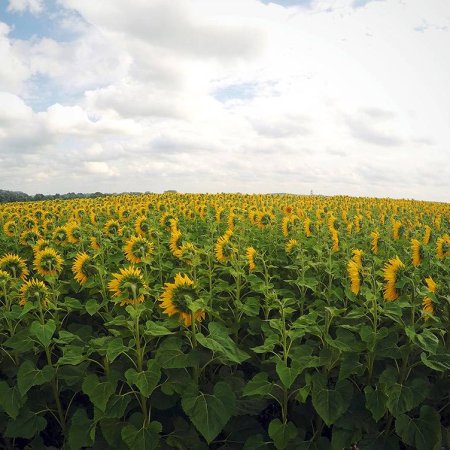 General photographs of sunflowers and sunflower fields