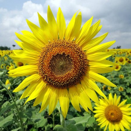 General photographs of sunflowers and sunflower fields
